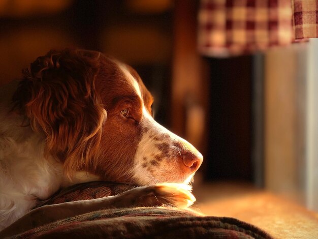 犬が目をそらしているクローズアップ