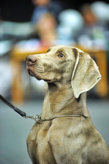 Foto close-up di un cane che guarda dall'altra parte