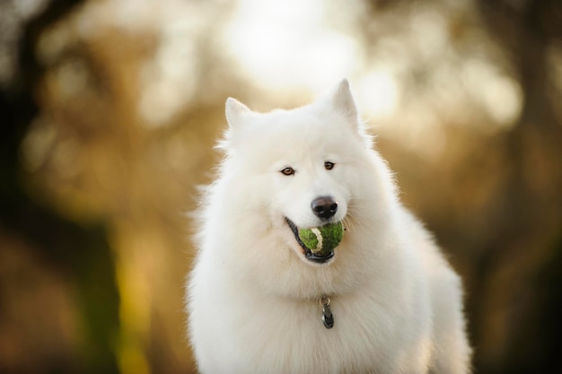 遠くを見回す犬のクローズアップ