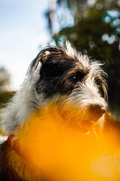 Photo close-up of dog looking away