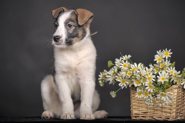 Close-up of a dog looking away