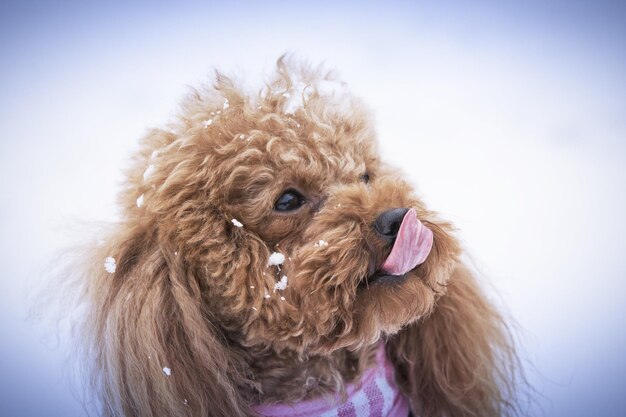 Photo close-up of a dog looking away