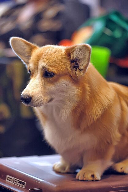 Photo close-up of a dog looking away