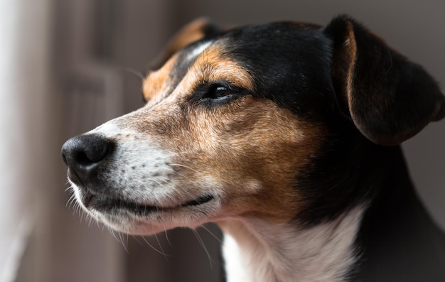 遠くを見回す犬のクローズアップ