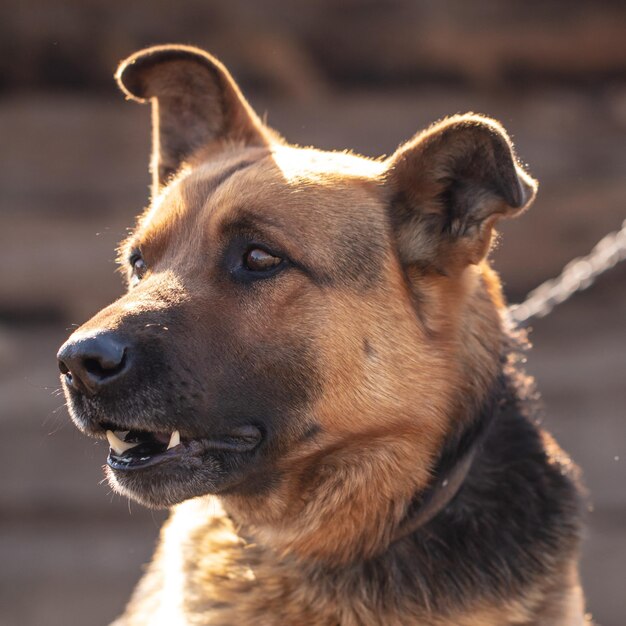 Photo close-up of dog looking away