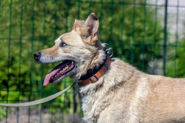 Photo close-up of a dog looking away