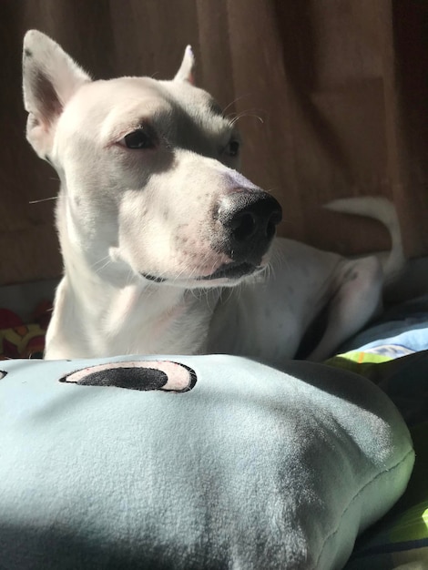 Close-up of dog looking away