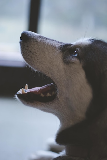 Photo close-up of a dog looking away