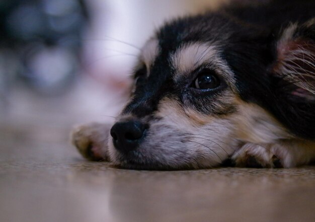 Photo close-up of dog looking away