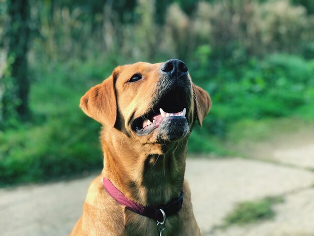 Close-up of a dog looking away