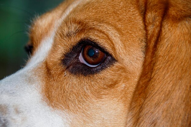 Foto close-up di un cane che guarda da un'altra parte