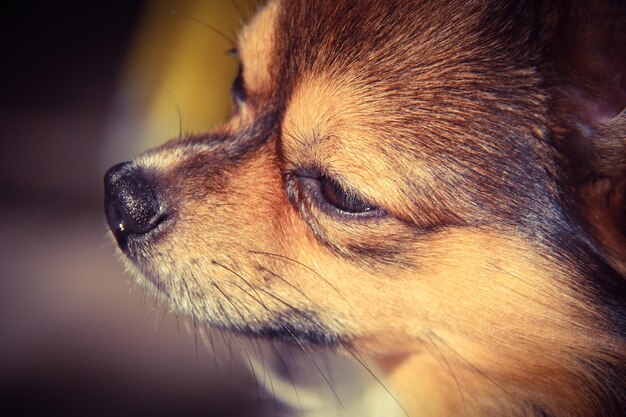 Foto close-up del cane che guarda da un'altra parte