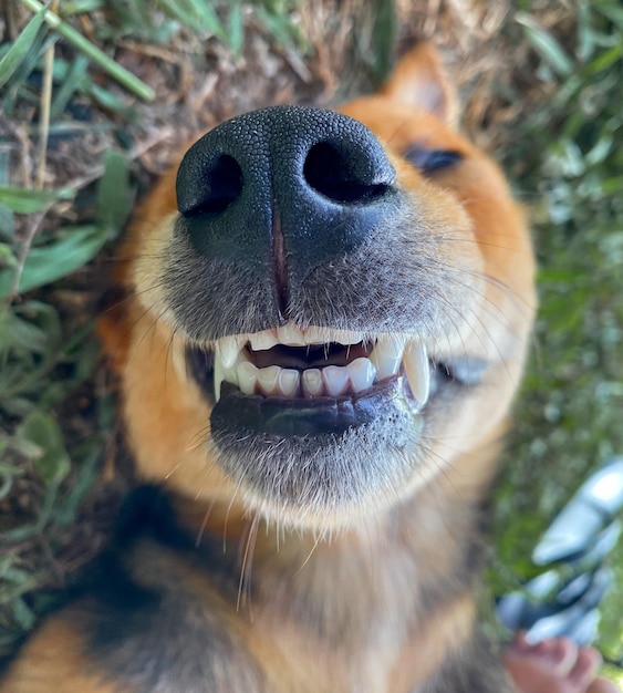 Foto close-up del cane che guarda da un'altra parte