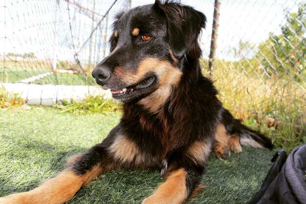 Photo close-up of dog looking away