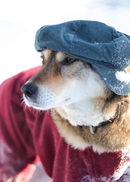 Foto close-up del cane che guarda da un'altra parte