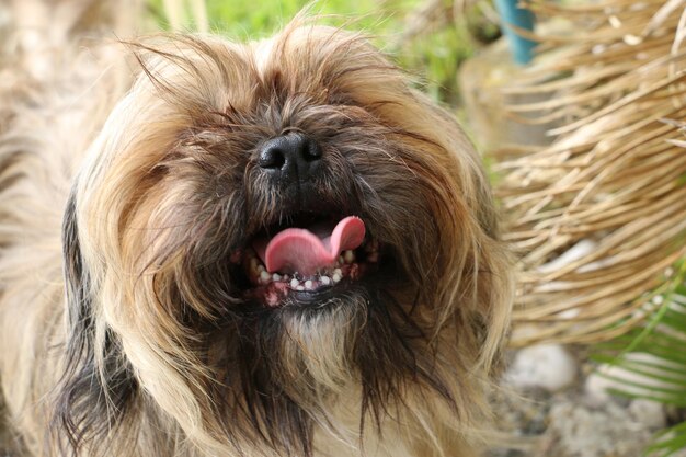 遠くを見回す犬のクローズアップ