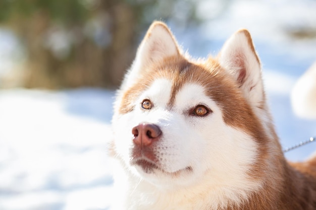 犬が目をそらしているクローズアップ