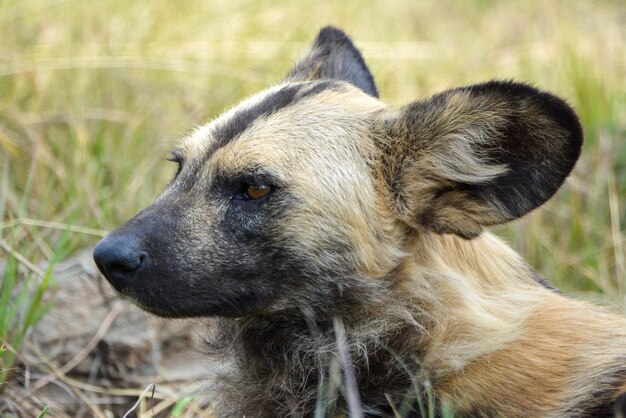 Photo close-up of dog looking away