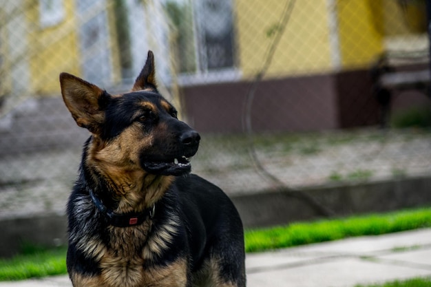 犬が目をそらしているクローズアップ