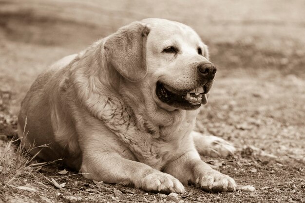 Foto close-up di un cane che guarda dall'altra parte