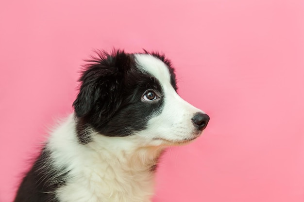 Close-up of dog looking away