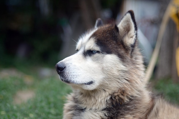 Foto close-up del cane che guarda da un'altra parte