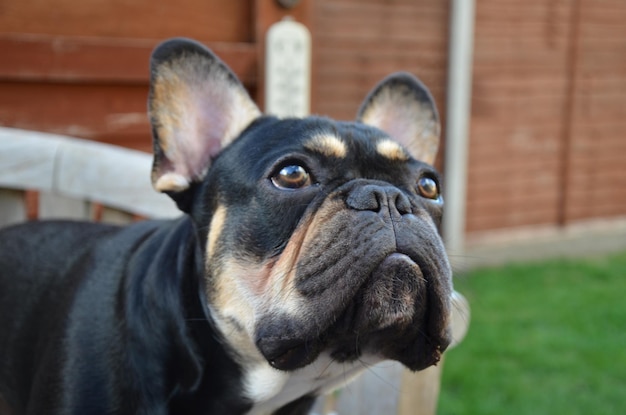 Photo close-up of dog looking away