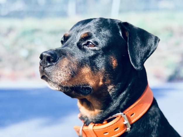 Close-up of dog looking away