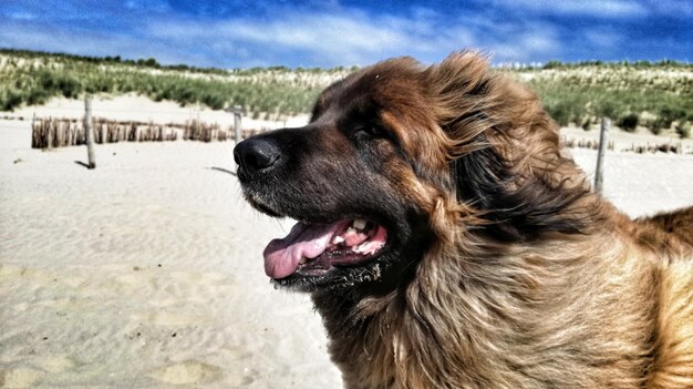 Foto close-up del cane che guarda da un'altra parte