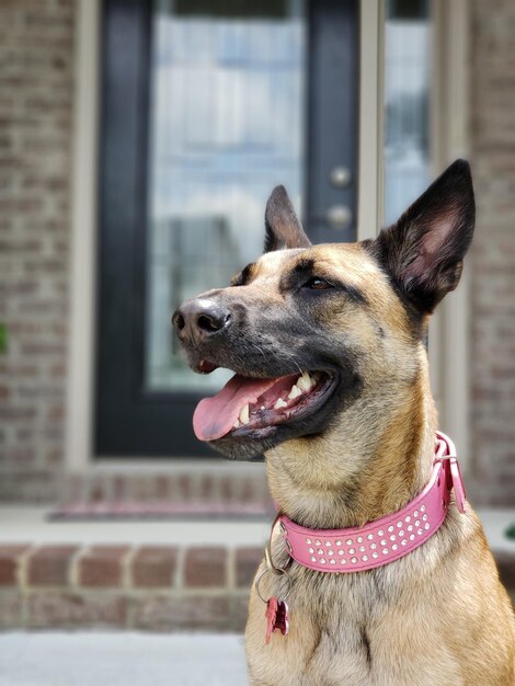 Photo close-up of a dog looking away