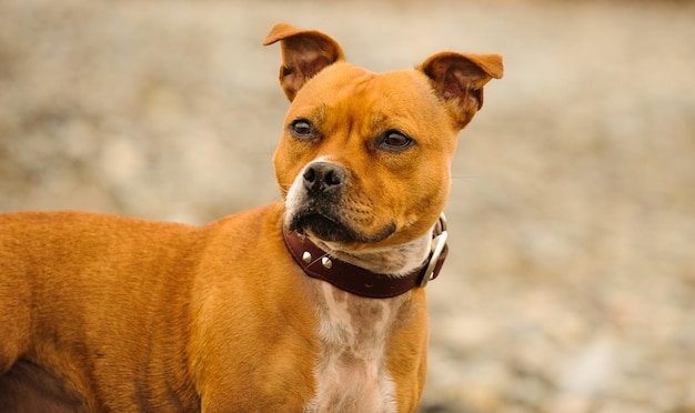 Close-up of a dog looking away