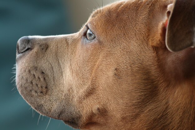 Close-up of dog looking away