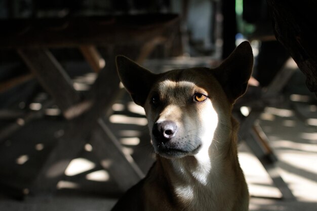 遠くを見回す犬のクローズアップ