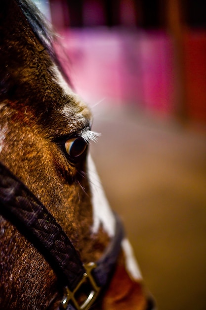 Foto close-up di un cane che guarda da un'altra parte