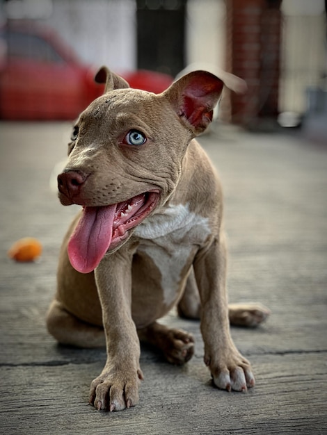 Foto close-up di un cane che guarda da un'altra parte