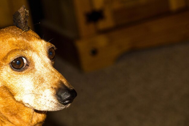 Photo close-up of dog looking away