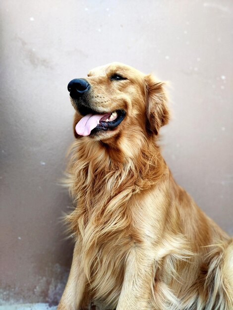 Close-up of dog looking away