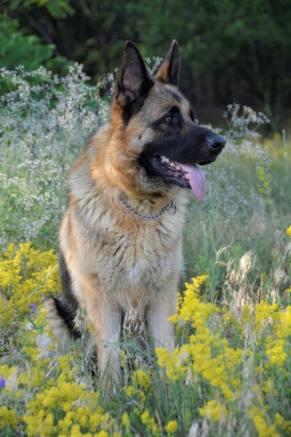 Foto close-up di un cane che guarda dall'altra parte