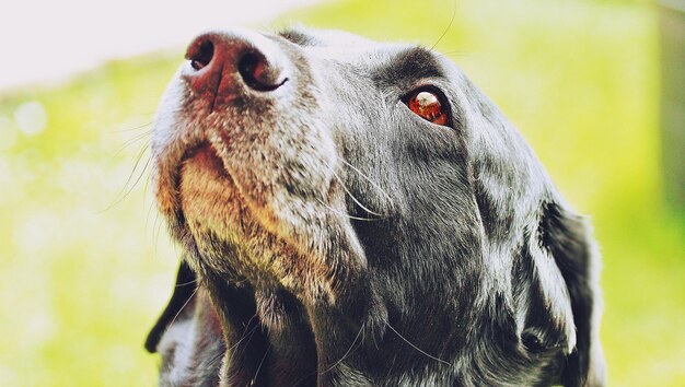 Foto close-up del cane che guarda da un'altra parte