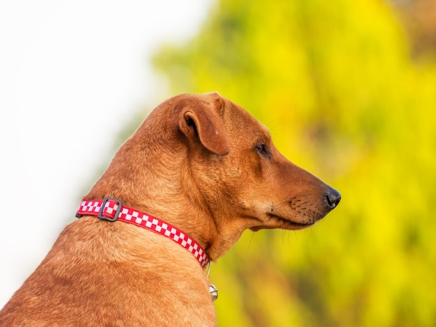 Foto close-up di un cane che guarda dall'altra parte