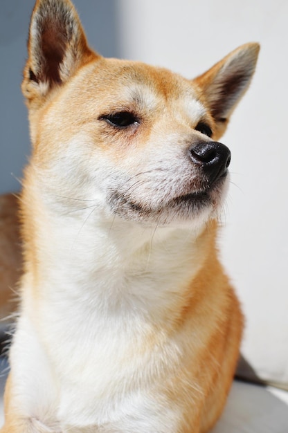 遠くを見回す犬のクローズアップ