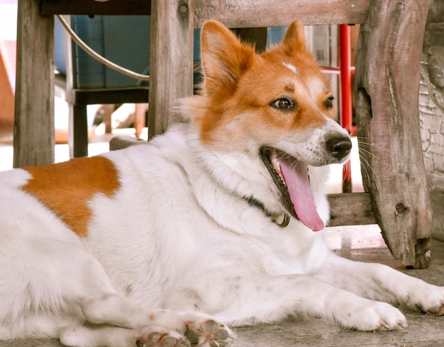 Foto close-up di un cane che guarda da un'altra parte