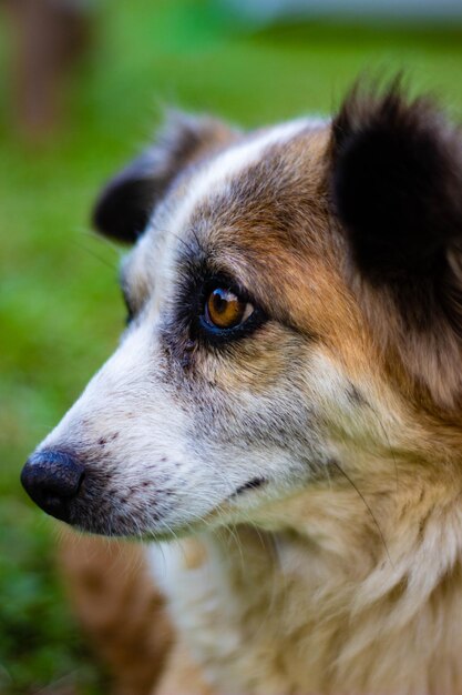 Foto close-up del cane che guarda da un'altra parte