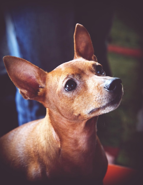 close-up of dog looking away
