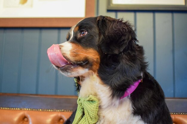 Close-up of dog looking away