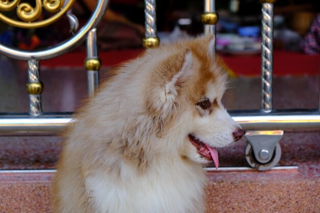 Foto close-up di un cane che guarda da un'altra parte