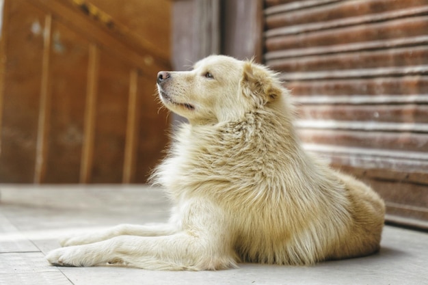 遠くを見回す犬のクローズアップ