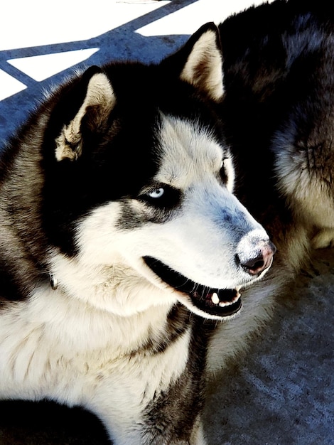 Photo close-up of dog looking away