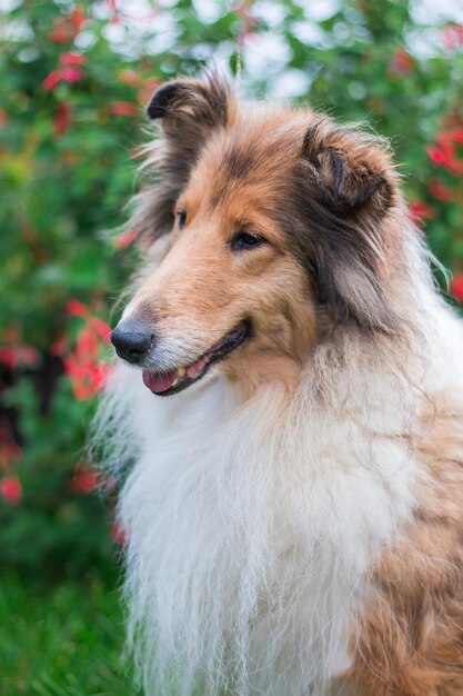 Foto close-up del cane che guarda da un'altra parte