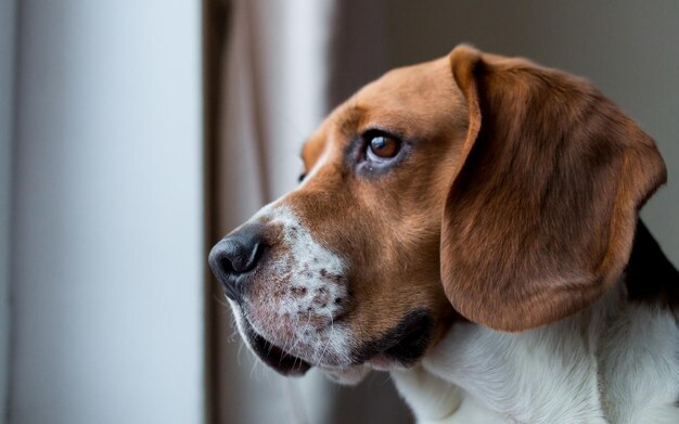 Close-up of dog looking away